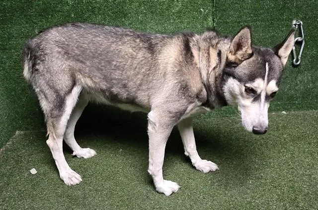 An adult large-sized female Siberian Husky dog named A for adoption in Lancaster, CA