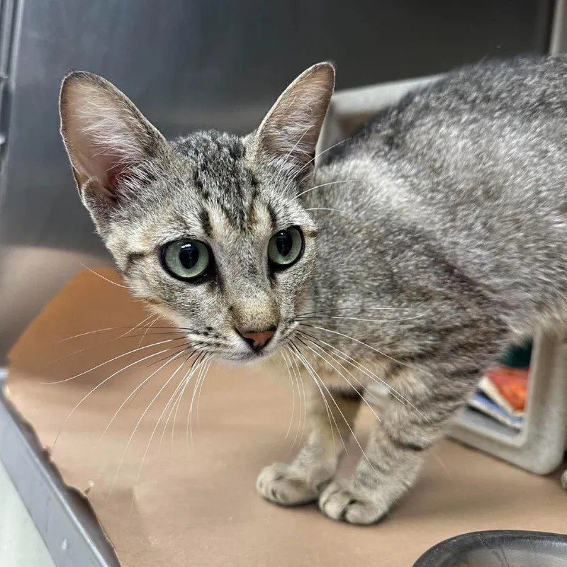 A young medium-sized female Brown / Chocolate Domestic Short Hair cat named Azalea for adoption in Bastrop, TX