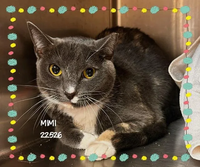 A young medium-sized female Gray / Blue / Silver Domestic Short Hair cat named Mimi for adoption in Marietta, GA