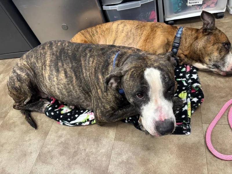 An adult medium-sized female Mixed Breed dog named Dee Deesage for adoption in Springfield, OH