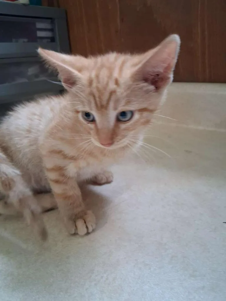 A baby small-sized male Domestic Short Hair cat named Grog for adoption in Hillsboro, OH