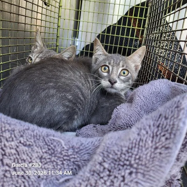 A baby small-sized male Domestic Short Hair cat named Mars for adoption in San Antonio, TX