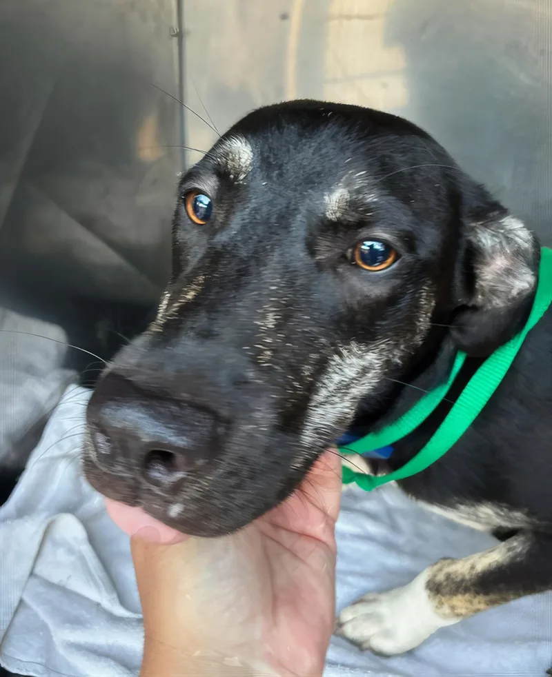 A young medium-sized female Black Mixed Breed dog named Jackie for adoption in Nashville, TN