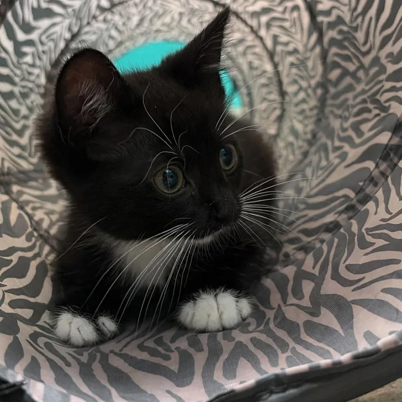 A baby small-sized female Black Domestic Medium Hair cat named Lettuce for adoption in Fredericksburg, VA