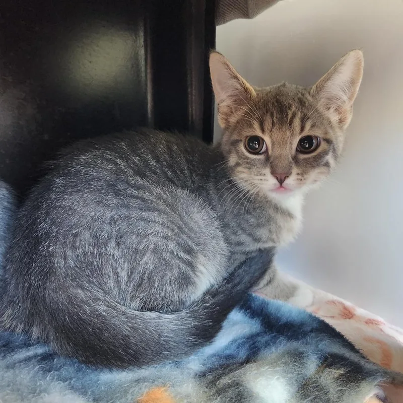 A baby small-sized male Gray / Blue / Silver Domestic Short Hair cat named Lil Cat for adoption in Fort Wayne, IN
