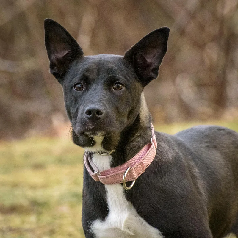 A young medium-sized female Black Labrador Retriever dog named Ashley for adoption in Lambertville, NJ
