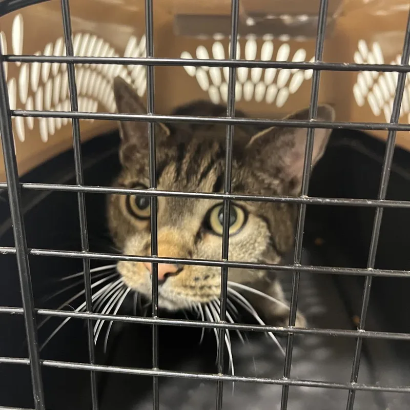 An adult medium-sized male Brown / Chocolate Domestic Short Hair cat named Mario for adoption in Clearwater, FL