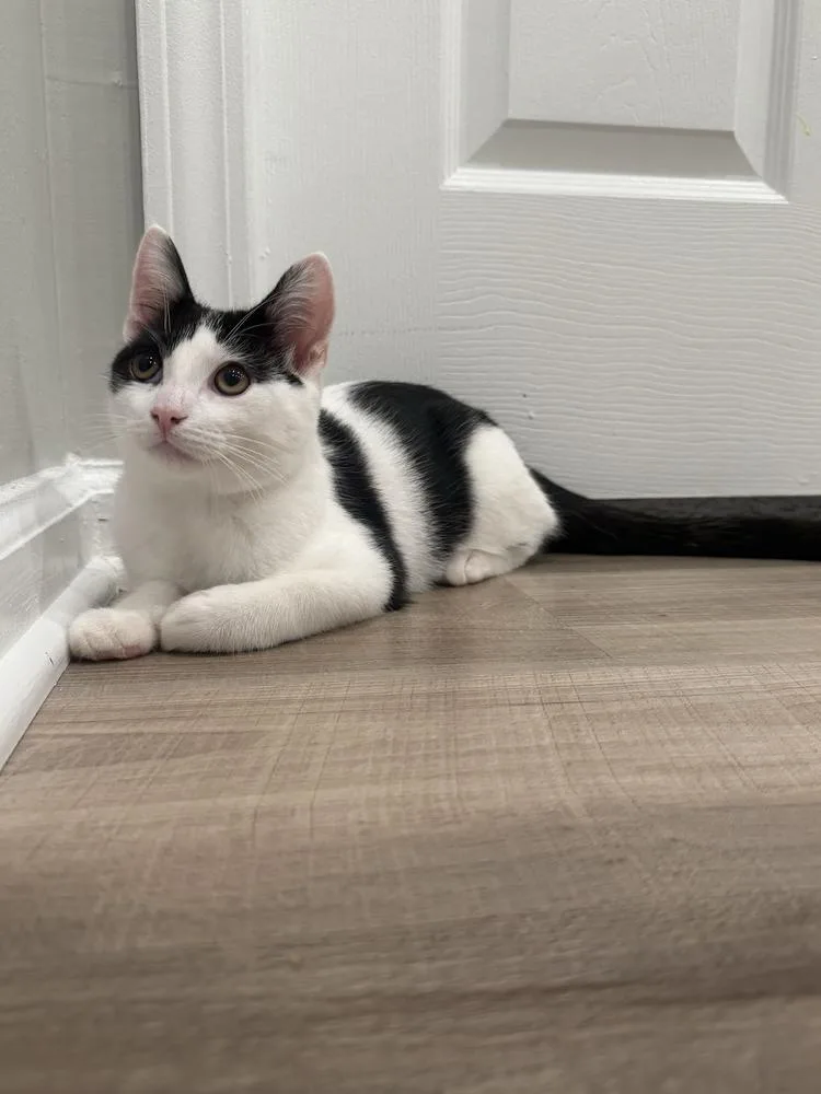 A baby medium-sized male Black & White / Tuxedo Domestic Short Hair cat named Domino for adoption in Milltown, NJ