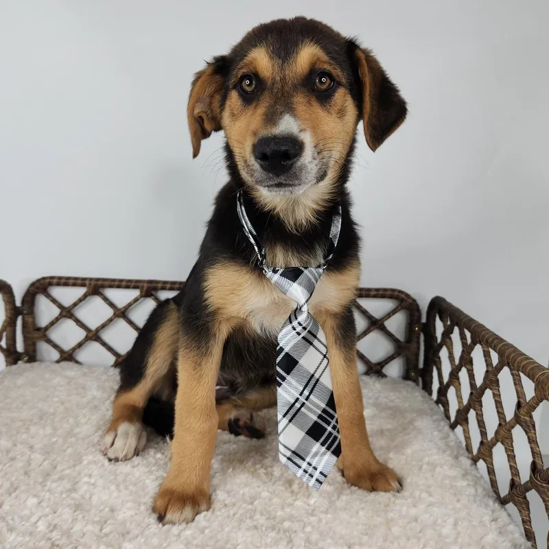 A baby small-sized male Black Australian Shepherd dog named Nick Jonas for adoption in Fort Wayne, IN