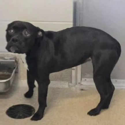 An adult medium-sized female Black Pit Bull Terrier dog named Bella for adoption in Bristol, IN