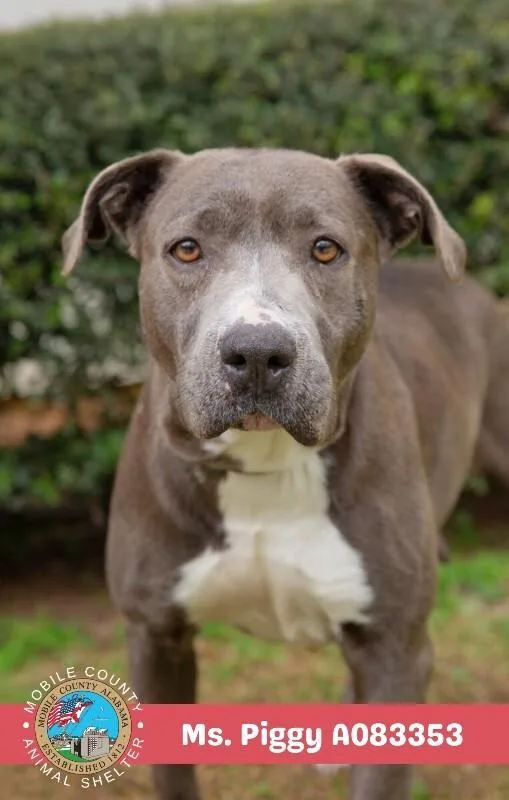 An adult medium-sized female American Bulldog dog named Ms. Piggy for adoption in Mobile, AL