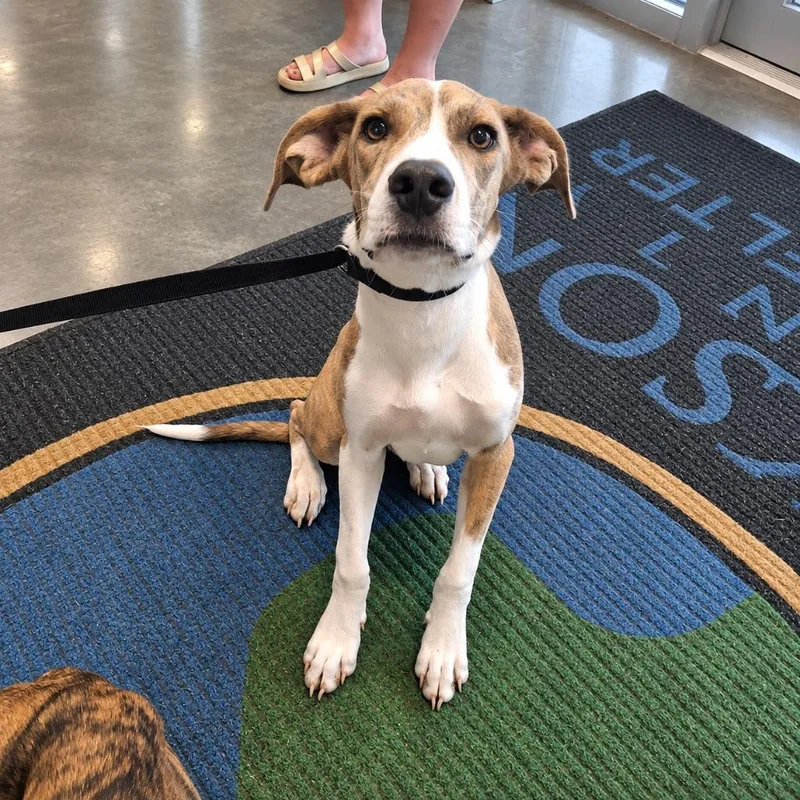 A baby medium-sized male Hound dog named Banana Spider for adoption in Gautier, MS