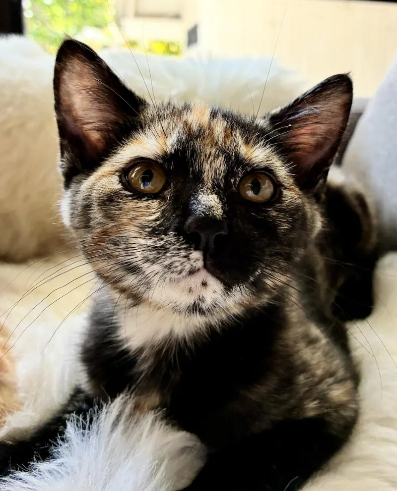 Oreo thumbnail 3