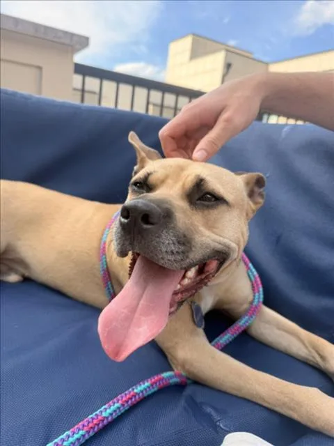 A young medium-sized male Pit Bull Terrier dog named Gator for adoption in Chapel Hill, NC