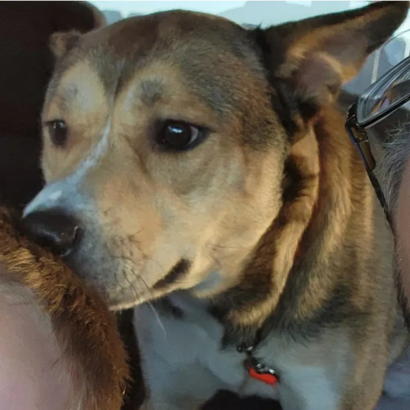 An adult medium-sized male Shepherd dog named Rico for adoption in Bristol, IN