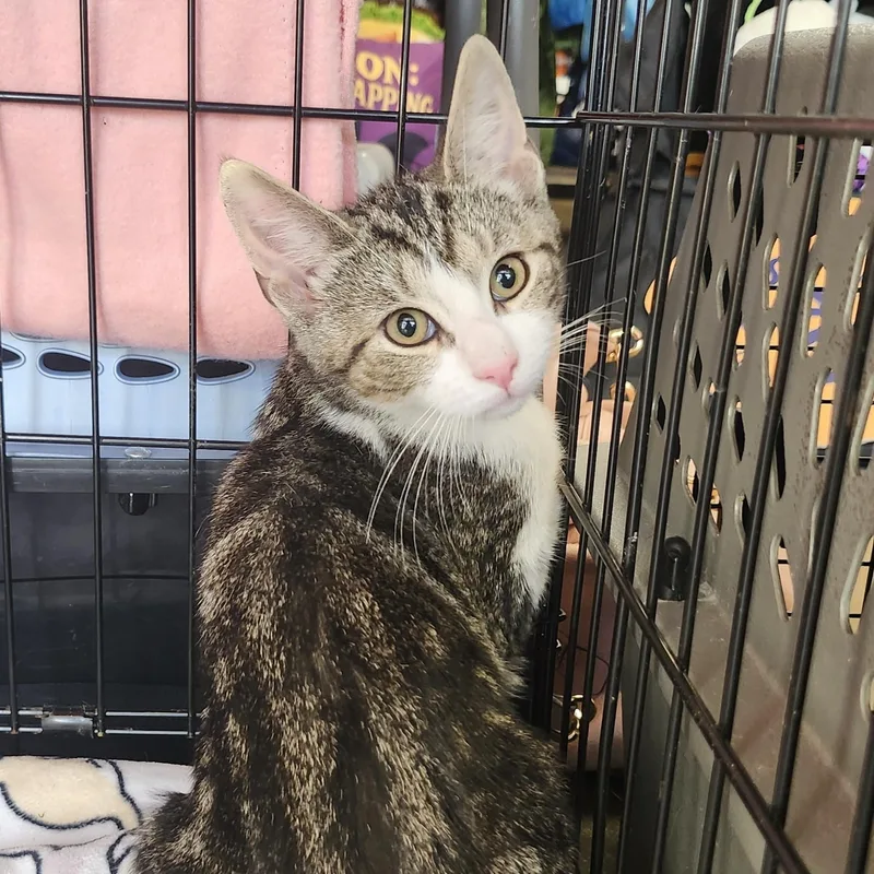 A baby medium-sized male White Domestic Short Hair cat named Kingston for adoption in East Brunswick, NJ