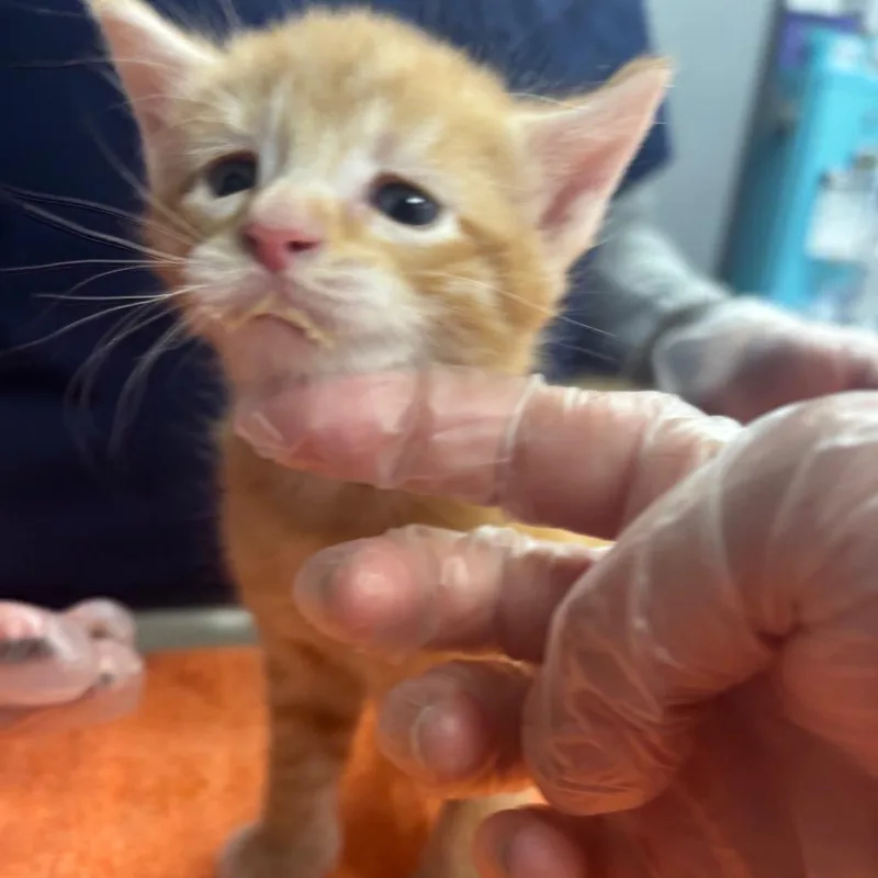 A baby small-sized male Orange / Red Domestic Short Hair cat named Tito for adoption in Newark, NJ