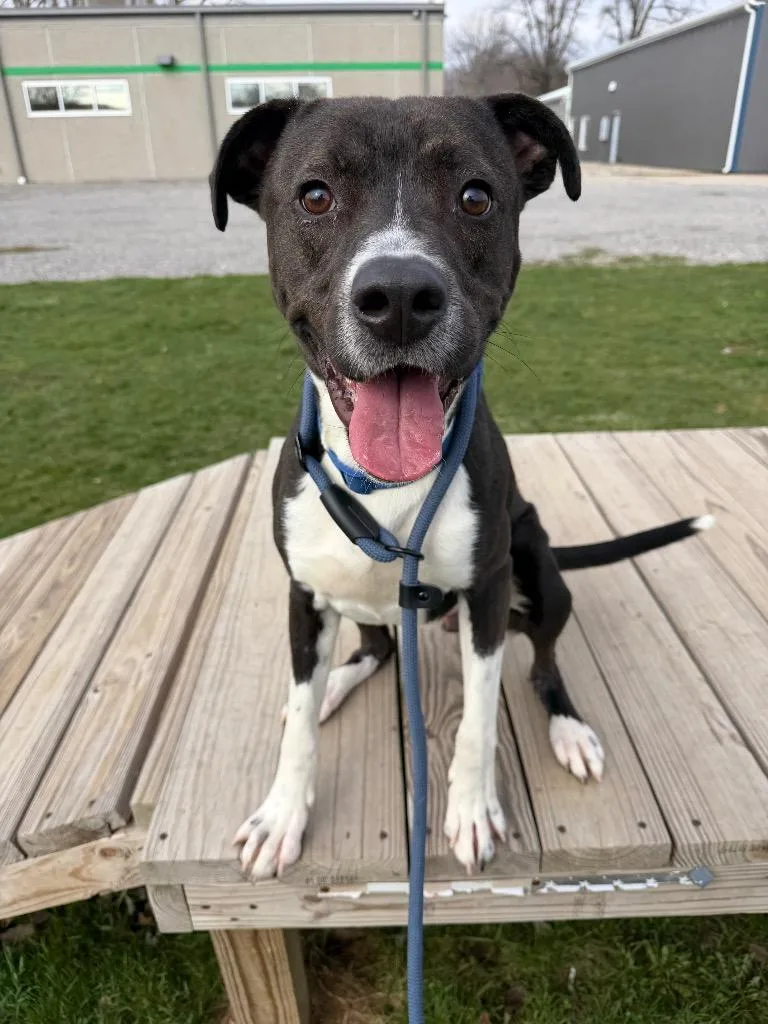 Big Handsome thumbnail 2