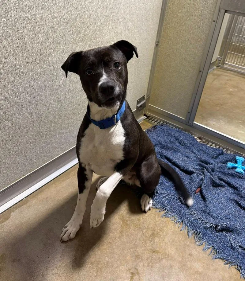 Big Handsome thumbnail 3