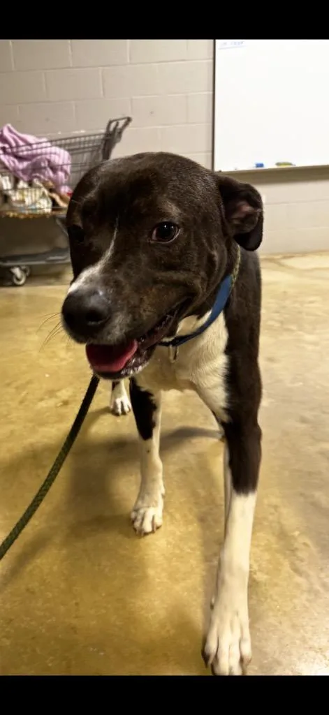 Big Handsome thumbnail 4