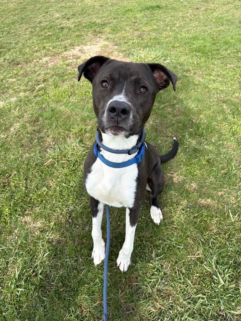 Big Handsome thumbnail 5