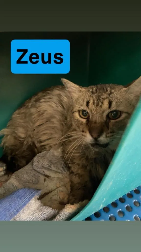 Zeus