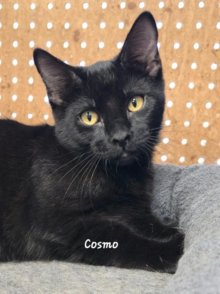 A baby medium-sized male Domestic Short Hair cat named Cosmo for adoption in Cedar Rapids, IA