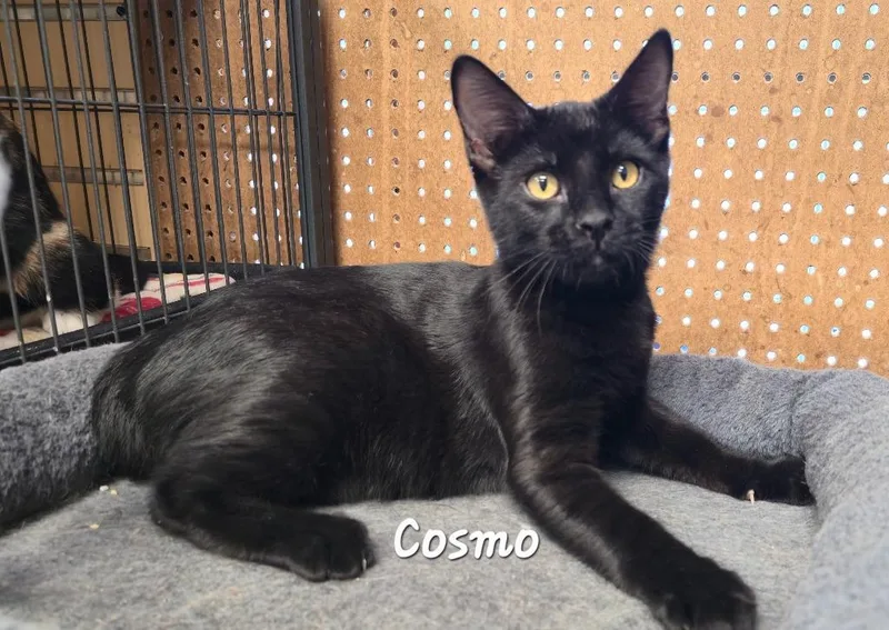 Cosmob h thumbnail 2