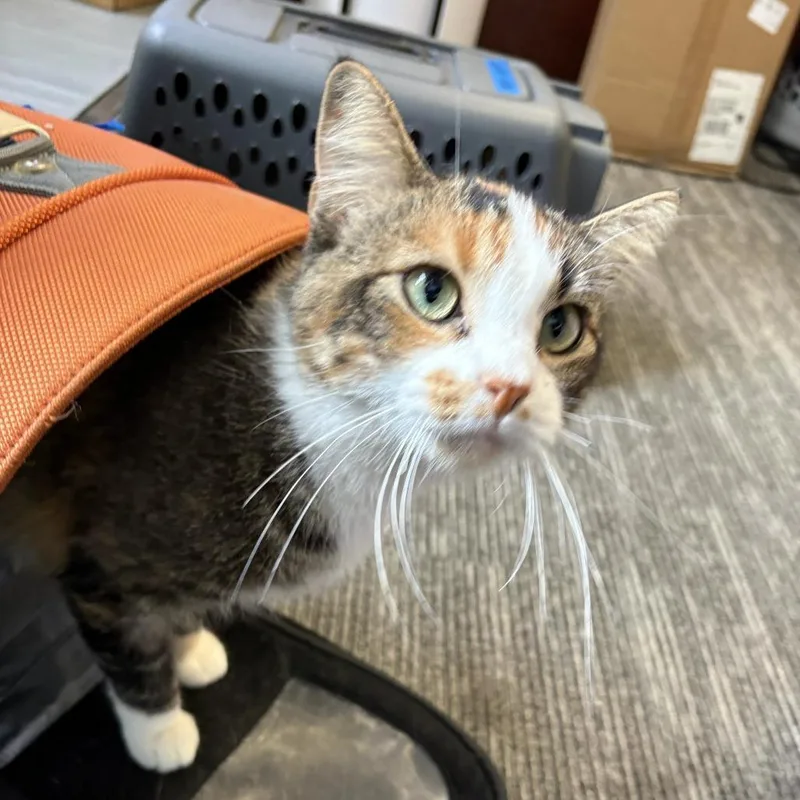 An adult small-sized female Calico Domestic Short Hair cat named Mimic for adoption in St. Paul, MN