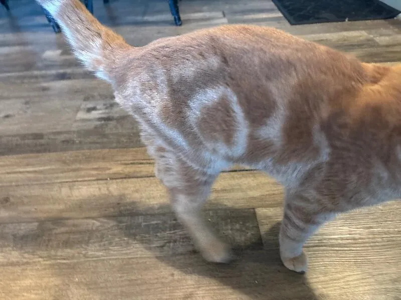 An adult medium-sized male Orange / Red Domestic Short Hair cat named Guillermo for adoption in Grand Rapids, MI