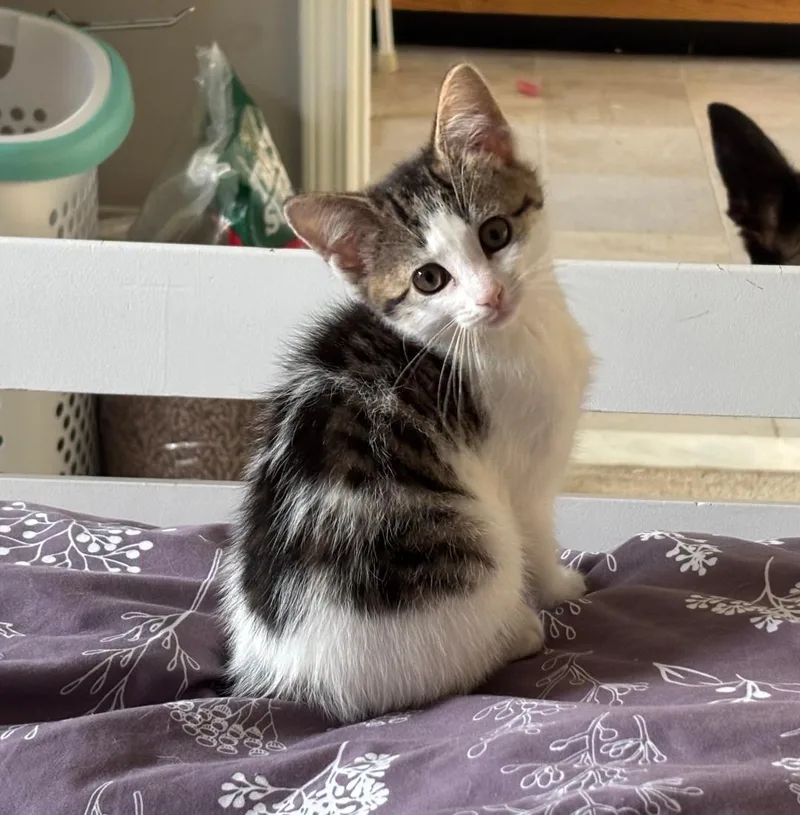 A baby medium-sized female White Domestic Short Hair cat named Muffin for adoption in Lambertville, NJ
