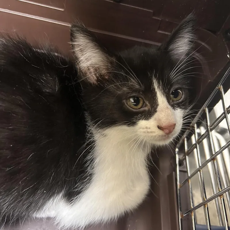 A baby small-sized female Black Domestic Short Hair cat named Bonnet for adoption in Galveston, TX