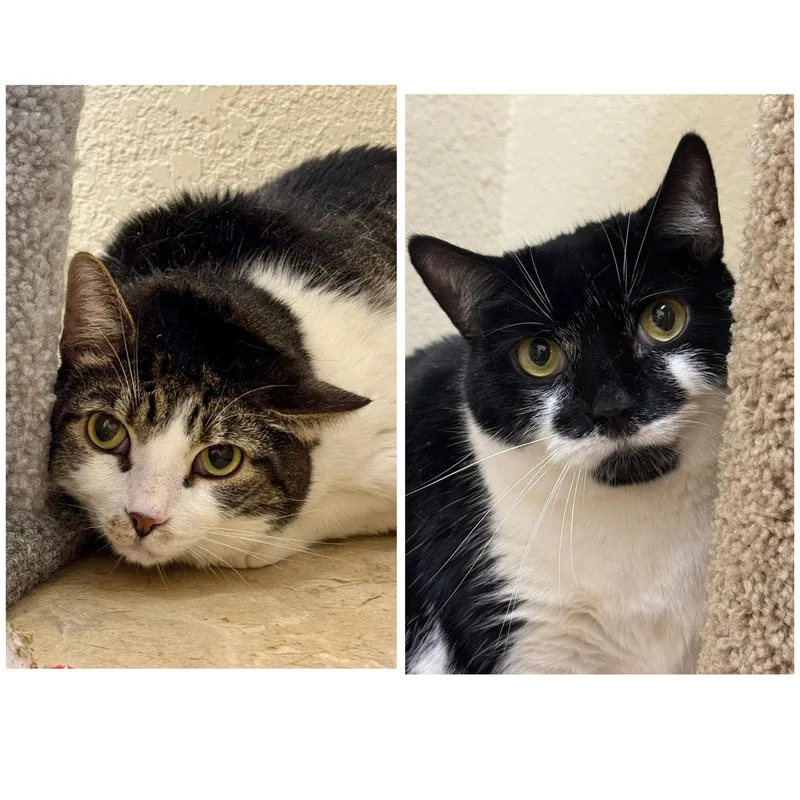 An adult medium-sized male Black & White / Tuxedo Domestic Short Hair cat named Sauerkraut & Mewthree for adoption in Winchendon, MA