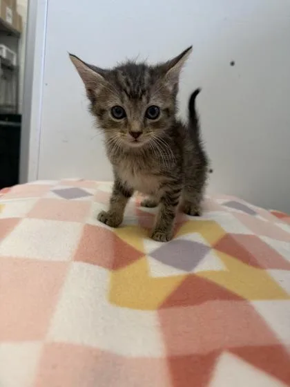 An adult small-sized male Domestic Short Hair cat named Macaroni for adoption in Spruce Pine, NC