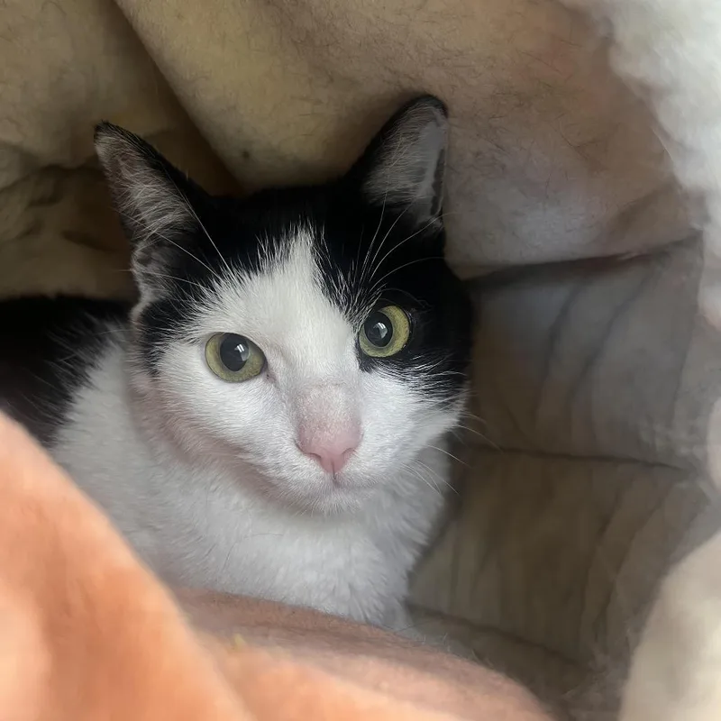 A young small-sized male Gray / Blue / Silver Domestic Short Hair cat named Glitch for adoption in Las Vegas, NV