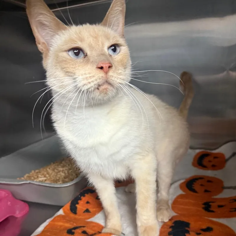 A senior large-sized male Siamese cat named Archie for adoption in Spokane, WA