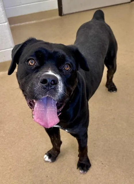 An adult large-sized female Cane Corso dog named Yaina for adoption in Derwood, MD