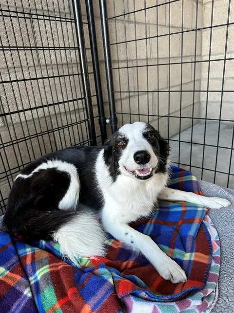 An adult medium-sized female Border Collie dog named Peach for adoption in San Luis Obispo, CA