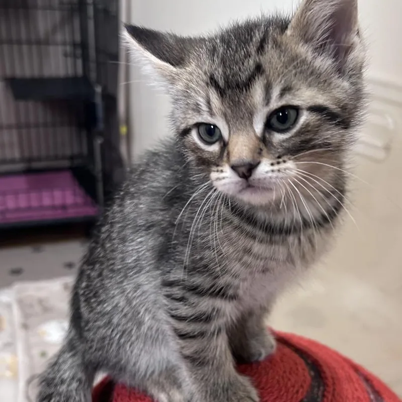 A baby small-sized male Brown / Chocolate Domestic Short Hair cat named Alfredo for adoption in Normal, IL