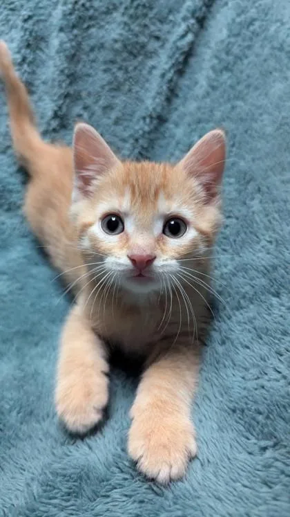 A baby medium-sized male Domestic Short Hair cat named Macaroni Haystack for adoption in Savannah, GA