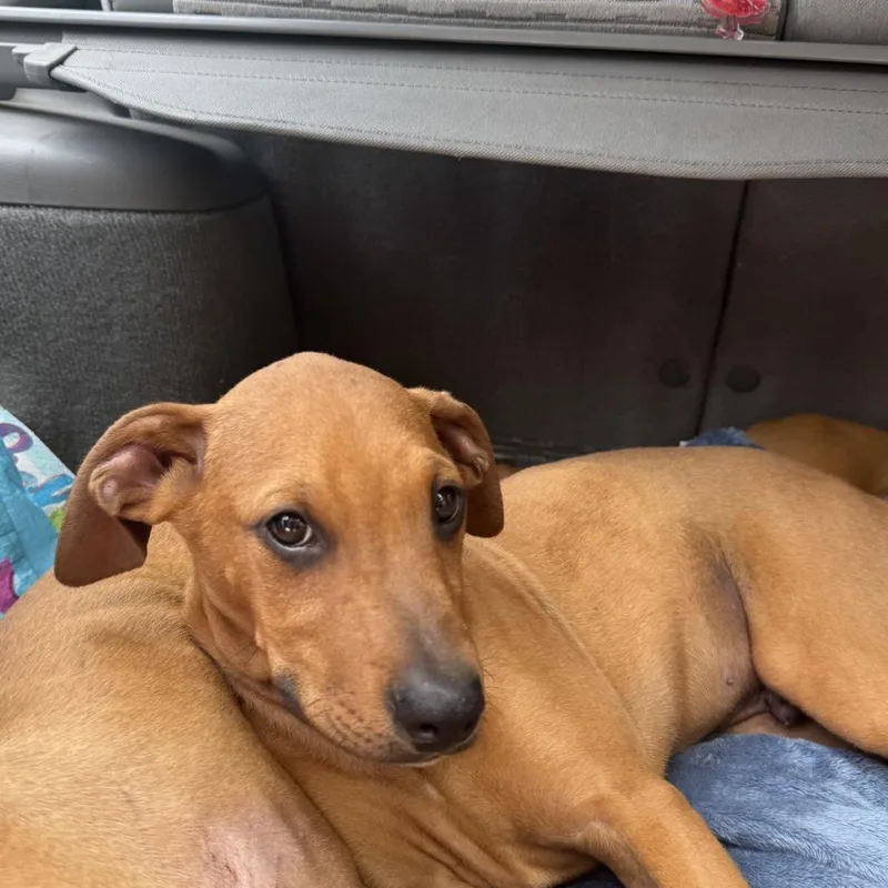 A baby small-sized male Brown / Chocolate Boxer dog named Taz for adoption in Columbus, NC