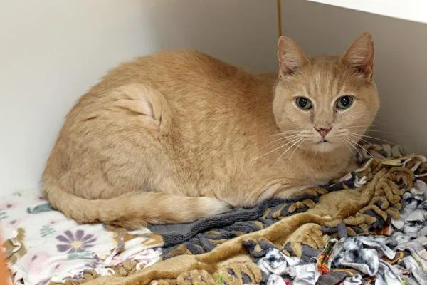 An adult medium-sized male Orange / Red Domestic Short Hair cat named Millis for adoption in Mansfield, MA
