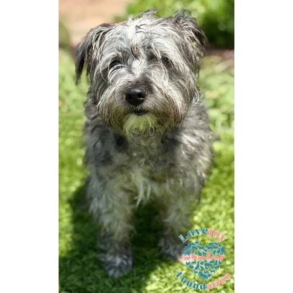 A young small-sized male Gray / Blue / Silver Schnoodle dog named Scooby COH for adoption in Inglewood, CA