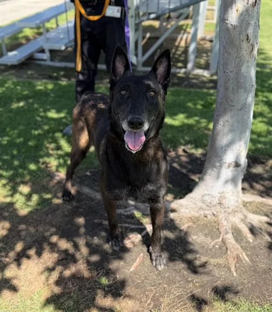 An adult large-sized male Belgian Shepherd / Malinois dog named Spike for adoption in Riverside, CA