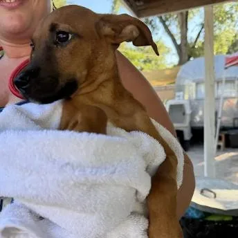 A baby small-sized female Labrador Retriever dog named Nosferata for adoption in Austin, TX