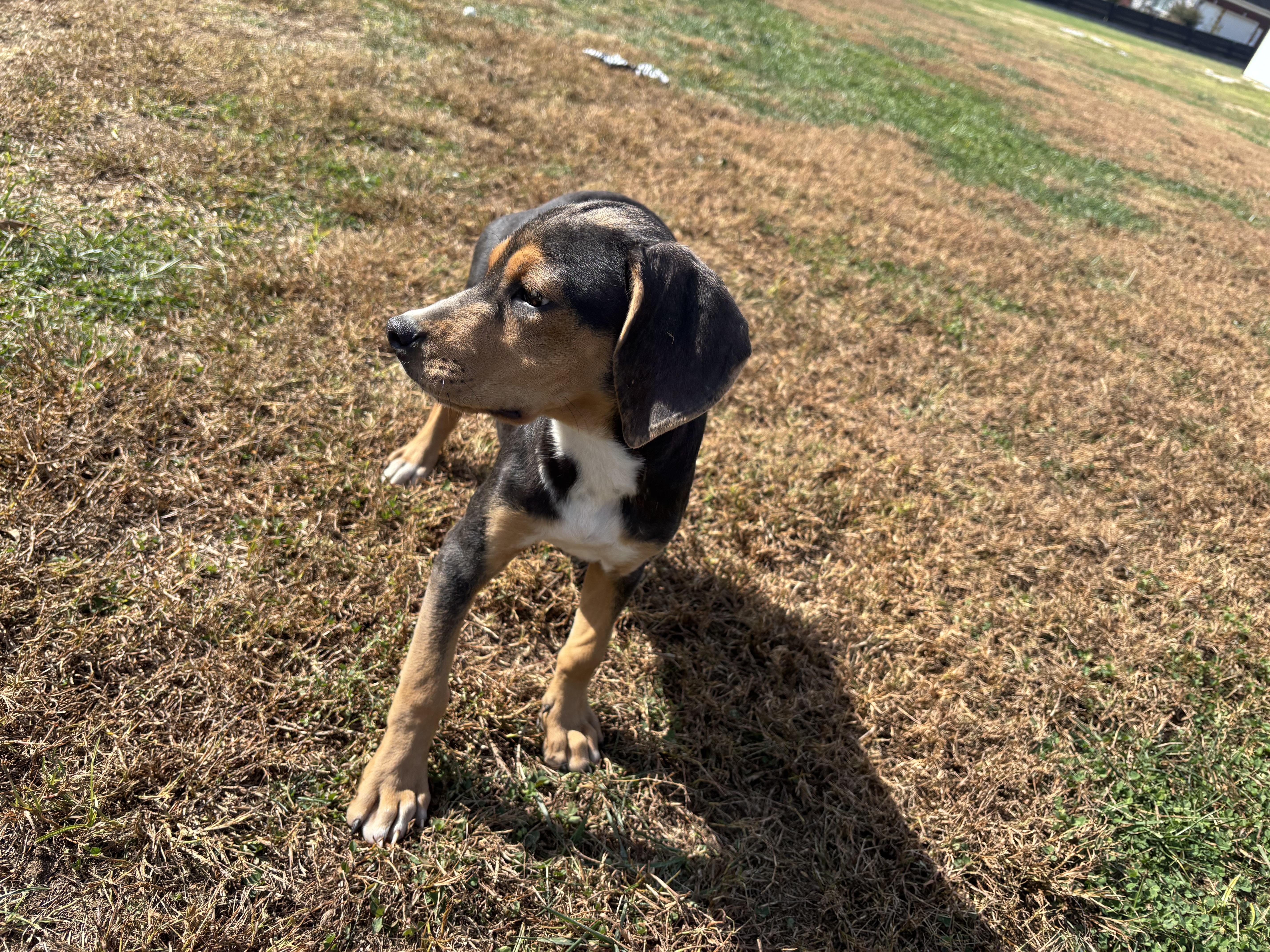 A baby medium-sized male Beagle dog named Alvin for adoption in Lexington, KY