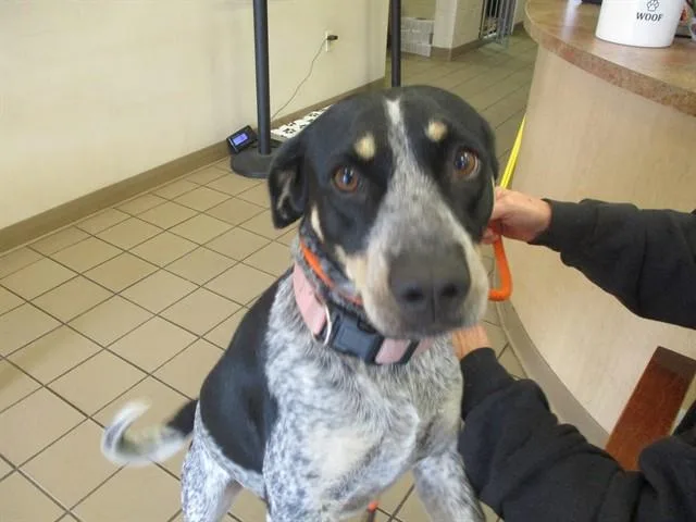 A young medium-sized female Australian Cattle Dog / Blue Heeler dog named Grace for adoption in Ocala, FL