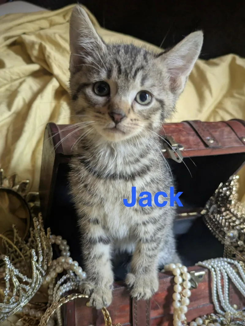 A baby small-sized male Tabby (Buff / Tan / Fawn) American Shorthair cat named Jack for adoption in Crockett, CA