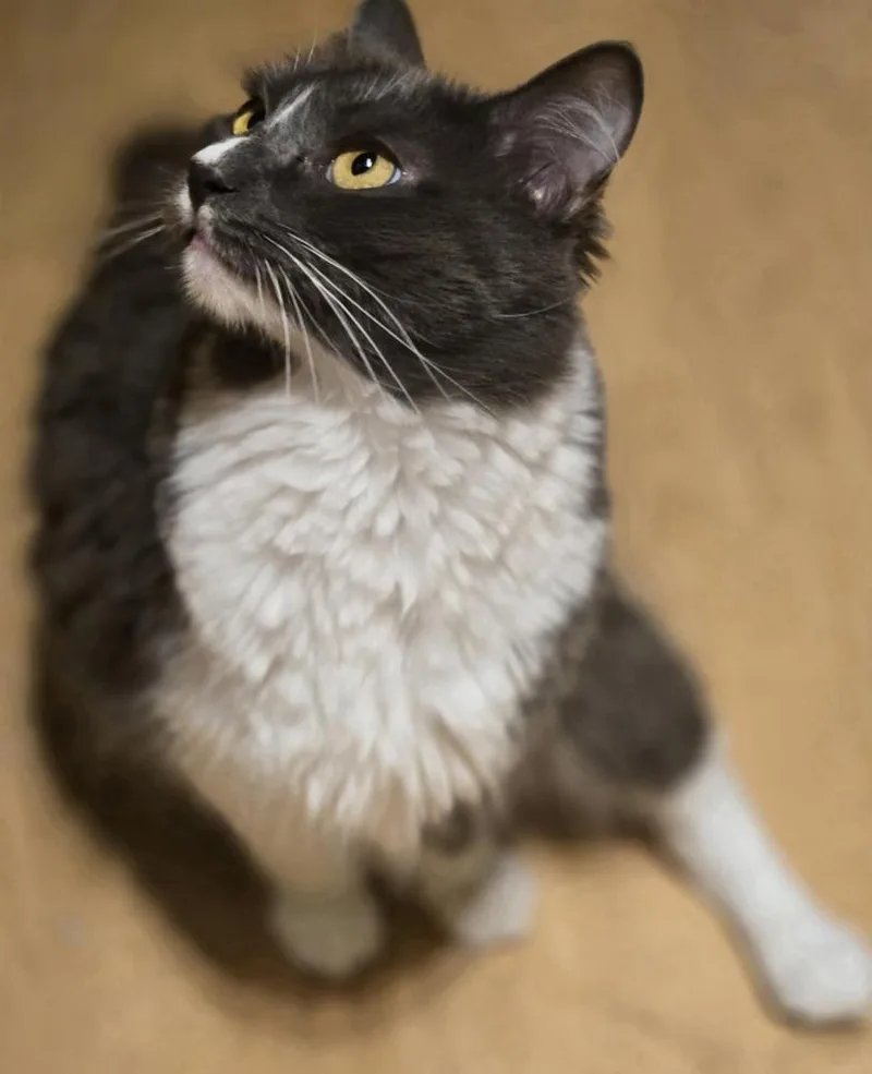An adult medium-sized female Gray & White Domestic Short Hair cat named Chestnut for adoption in Salinas, CA