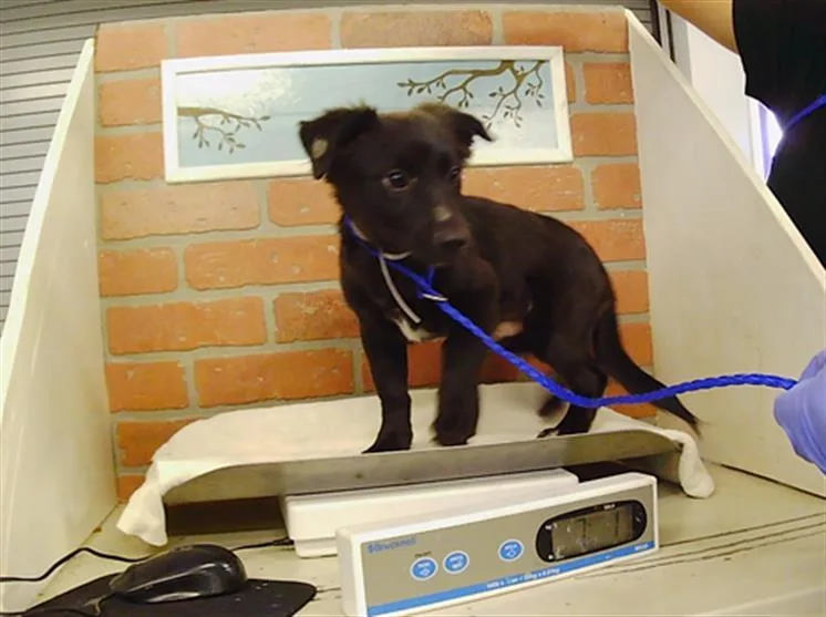 A baby small-sized male Dachshund dog named A for adoption in Houston, TX